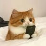 meomeooi