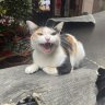Gió ơi